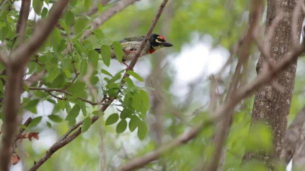 Coppersmith Barbet by Ninaada Bellippady