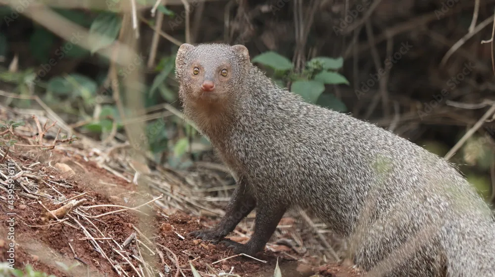 Indian Grey Mongoose by Ninaada Bellippady