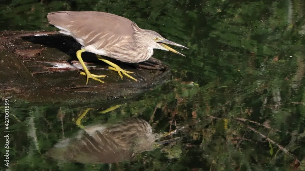 Indian Pond Heron Feeding by Ninaada Bellippady