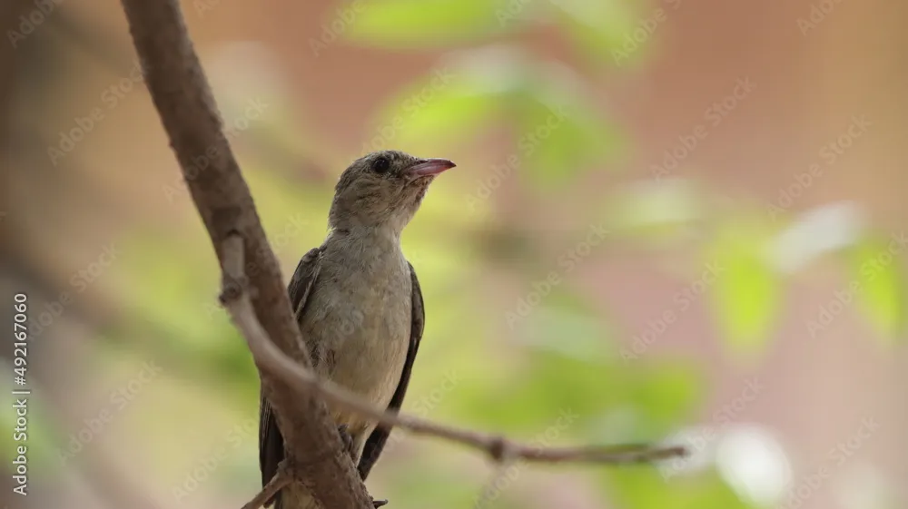 Pale-billed Flowerpecker by Ninaada Bellippady