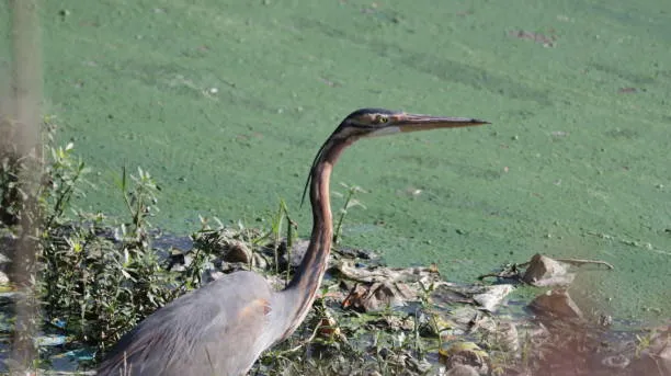 Purple Heron Foraging by Ninaada Bellippady