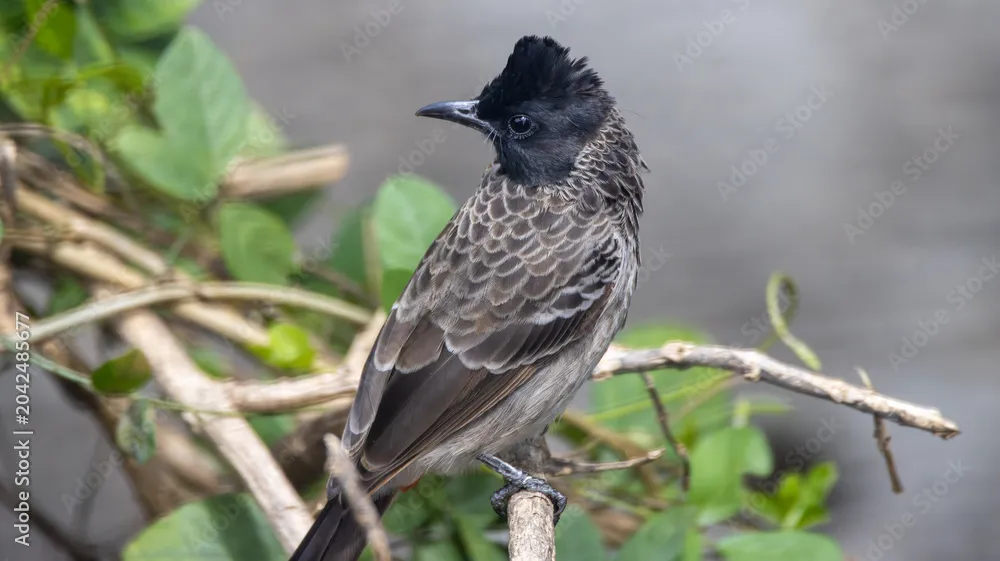 Red-vented Bulbul by Ninaada Bellippady