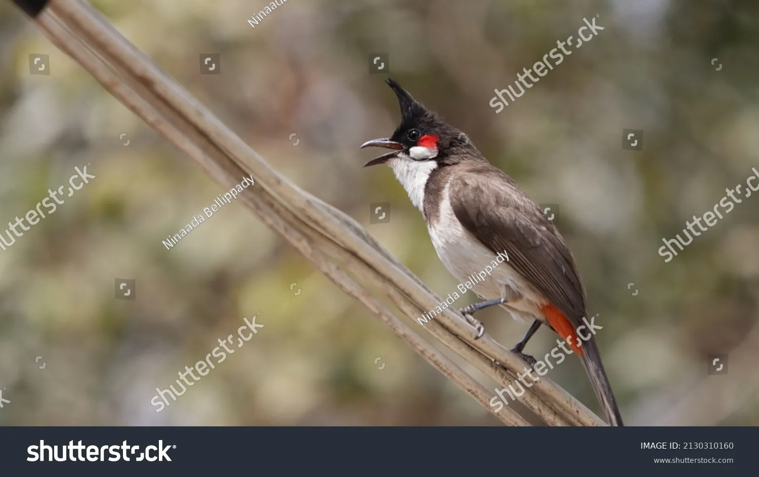 Red-whiskered Bulbul Singing by Ninaada Bellippady