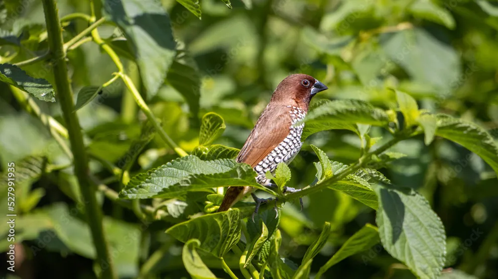 Scaly-breasted Munia by Ninaada Bellippady