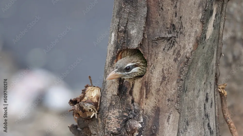 White-cheeked Barbet at Nest by Ninaada Bellippady