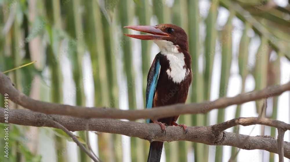 White-throated Kingfisher by Ninaada Bellippady